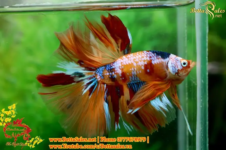 Hướng Dẫn Chi Tiết Cách Form Cá Betta Chuẩn Chuyên Gia