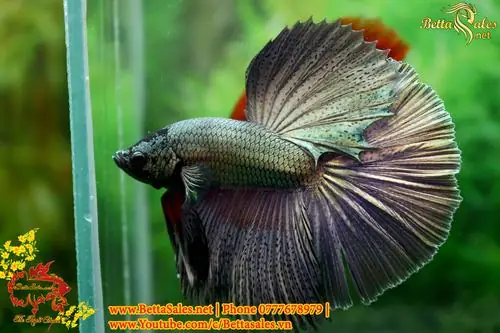 Hướng Dẫn Chi Tiết Cách Form Cá Betta Chuẩn Chuyên Gia