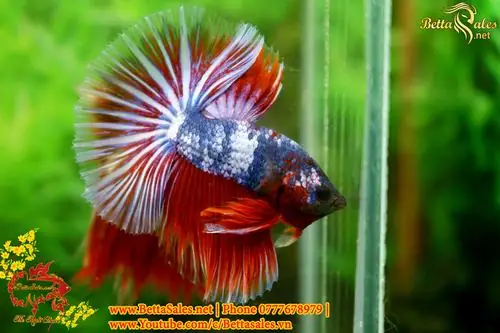 Hướng Dẫn Chi Tiết Cách Form Cá Betta Chuẩn Chuyên Gia