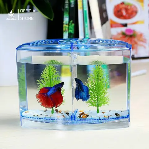 Gợi ý cách gọi tên cá Betta độc đáo và ý nghĩa