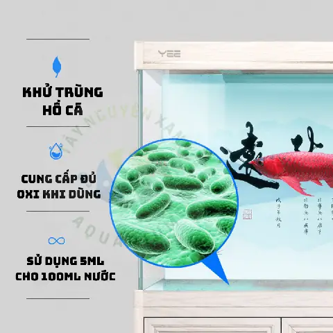 Hướng dẫn chi tiết cách khử trùng bể cá cảnh hiệu quả, an toàn