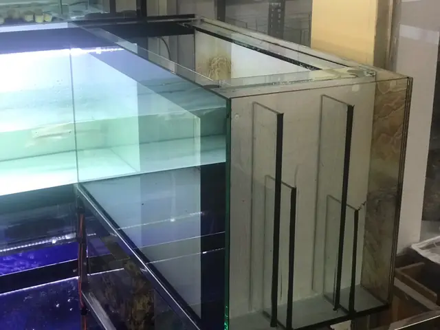 Hướng Dẫn Chi Tiết Cách Làm Bể Cá Lọc Vách Tại Nhà