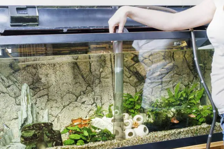 cách làm bể cá thủy sinh