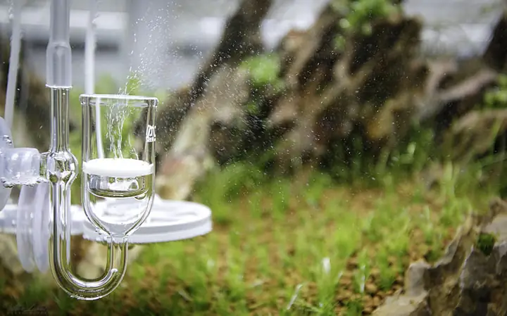 cách làm bể cá thủy sinh
