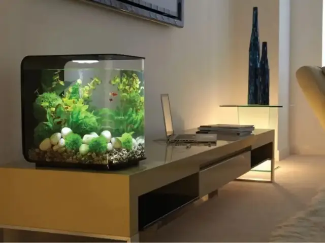 4.3 Cân nhắc chọn loại hồ cá có kích thước phù hợp với không gian