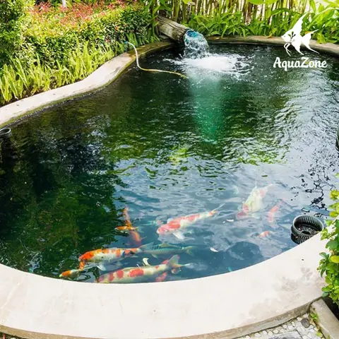 cách làm hồ cá bằng xi măng