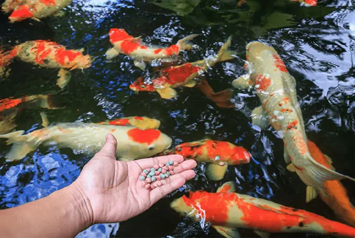 Hướng Dẫn Chi Tiết Cách Làm Hồ Cá Ngoài Trời Đẹp Và Bền Vững Hướng Dẫn Chi Tiết Cách Làm Hồ Cá Ngoài Trời Đẹp Và Bền Vững