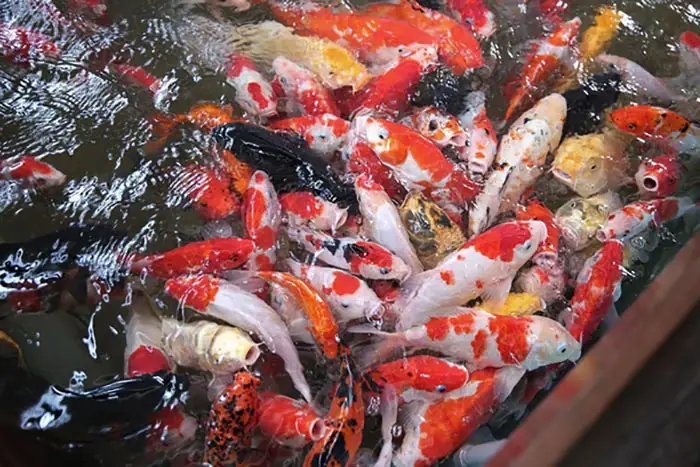 Hướng Dẫn Chi Tiết Cách Làm Hồ Cá Ngoài Trời Đẹp Và Bền Vững Hướng Dẫn Chi Tiết Cách Làm Hồ Cá Ngoài Trời Đẹp Và Bền Vững