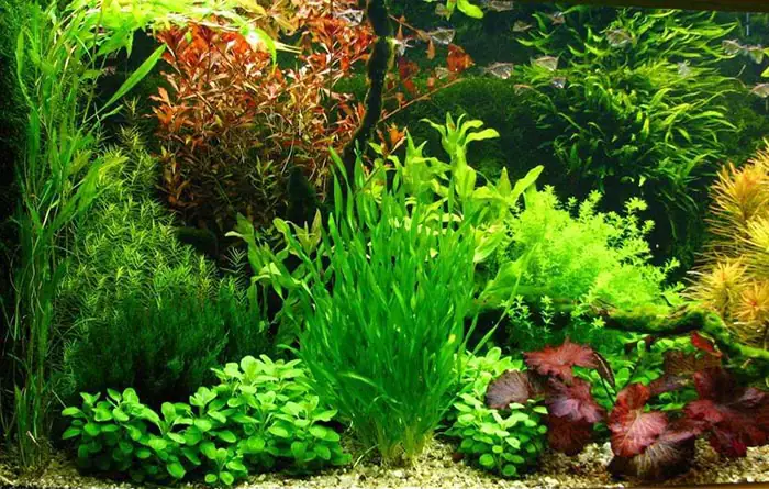 Hướng Dẫn Chi Tiết Cách Làm Hồ Cá Ngoài Trời Đẹp Và Bền Vững Hướng Dẫn Chi Tiết Cách Làm Hồ Cá Ngoài Trời Đẹp Và Bền Vững