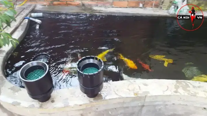 Cách Làm Hút Mặt Hồ Cá Koi Hiệu Quả: Hướng Dẫn Chi Tiết Cách Làm Hút Mặt Hồ Cá Koi Hiệu Quả: Hướng Dẫn Chi Tiết