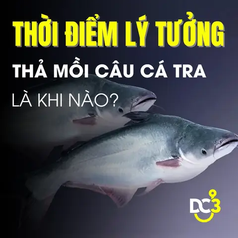 Hướng Dẫn Chi Tiết Các Cách Làm Mồi Câu Cá Tra Hiệu Quả Nhất