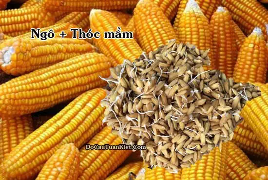 Tổng Hợp Cách Làm Mồi Câu Cá Trắm Hiệu Quả Nhất