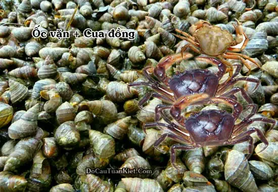 Tổng Hợp Cách Làm Mồi Câu Cá Trắm Hiệu Quả Nhất