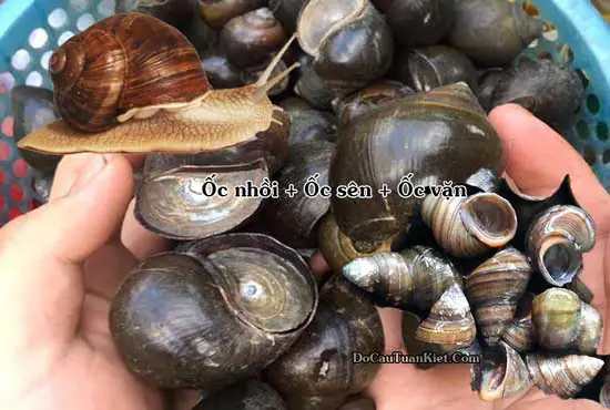 Tổng Hợp Cách Làm Mồi Câu Cá Trắm Hiệu Quả Nhất
