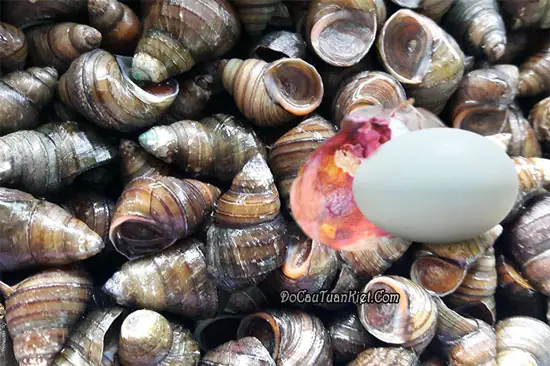 Tổng Hợp Cách Làm Mồi Câu Cá Trắm Hiệu Quả Nhất