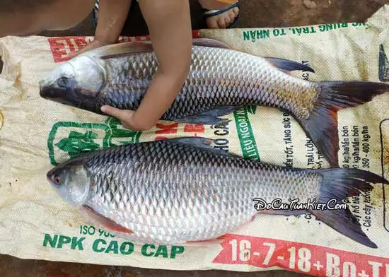 Hướng Dẫn Chi Tiết Cách Làm Mồi Câu Cá Trôi Hiệu Quả Nhất