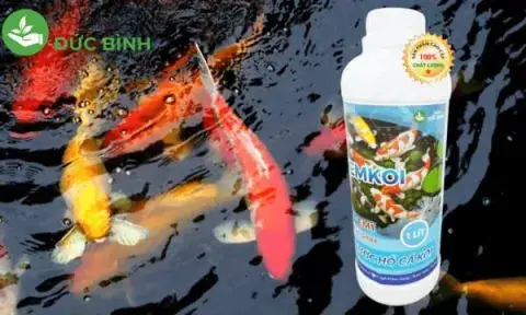 Cách Làm Nước Bể Cá Trong Vắt Hiệu Quả: Từ Nguyên Nhân Đến Giải Pháp Chuyên Sâu