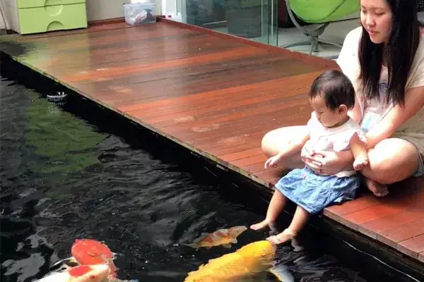 cách làm nước hồ cá trong veo