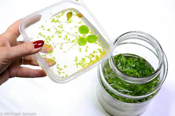 Hướng dẫn chi tiết cách làm thức ăn cho cá Betta tại nhà