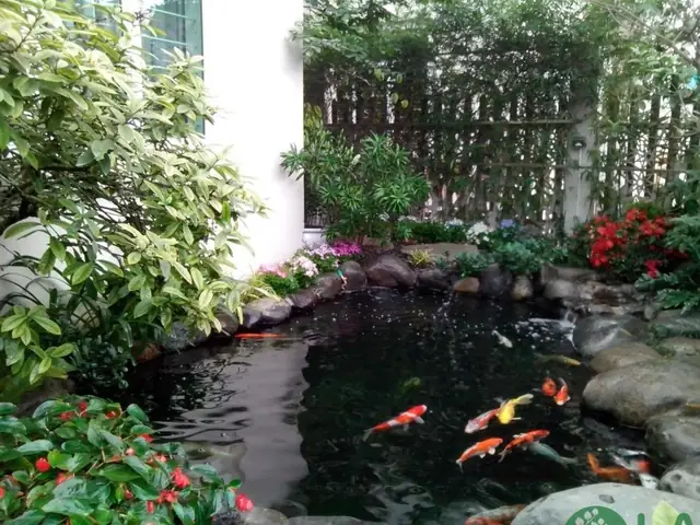 Làm Trong Nước Hồ Cá Xi Măng: Nguyên Nhân & Giải Pháp Hiệu Quả