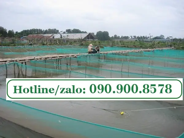Hướng Dẫn Chi Tiết Cách Làm Vèo Nuôi Cá Hiệu Quả