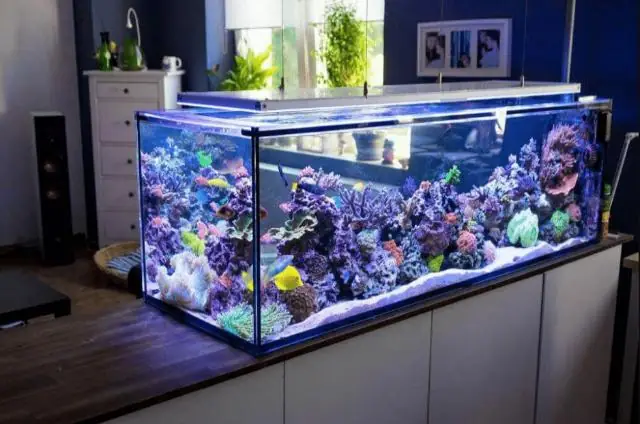 Cách Lắp Ráp Máy Lọc Nước Hồ Cá Mini Đơn Giản, Hiệu Quả Cách Lắp Ráp Máy Lọc Nước Hồ Cá Mini Đơn Giản, Hiệu Quả