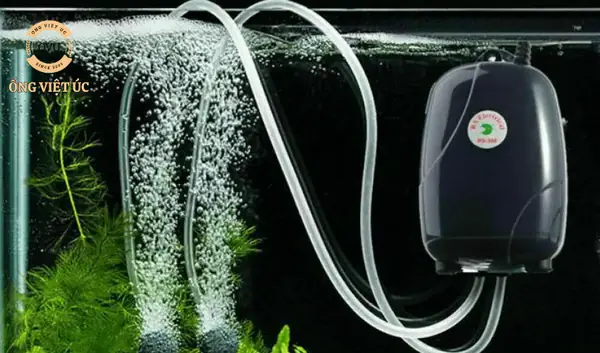 Hướng Dẫn Chi Tiết Cách Lắp Sục Bể Cá Đúng Kỹ Thuật