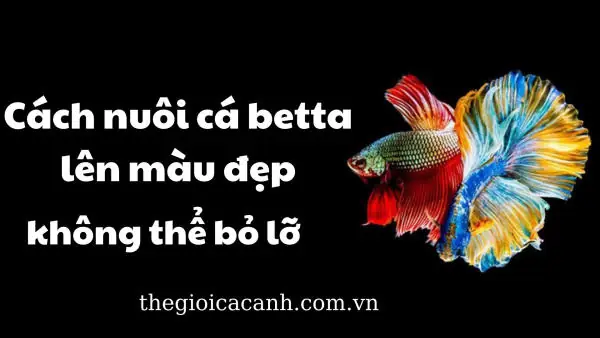 Cách Lên Màu Cho Cá Betta: Hướng Dẫn Chi Tiết