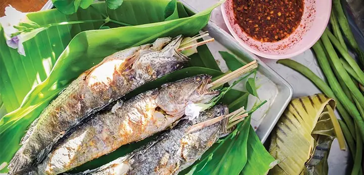 Cách Nhận Biết Cá Lóc Đồng Chuẩn Xác Và Đặc Điểm Nổi Bật