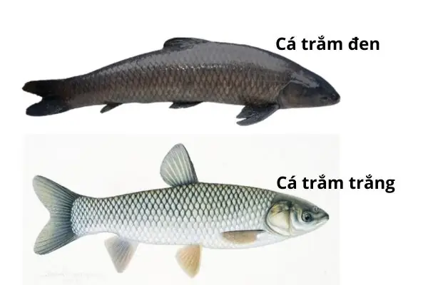 Cách nhận biết cá trắm đen chuẩn xác nhất