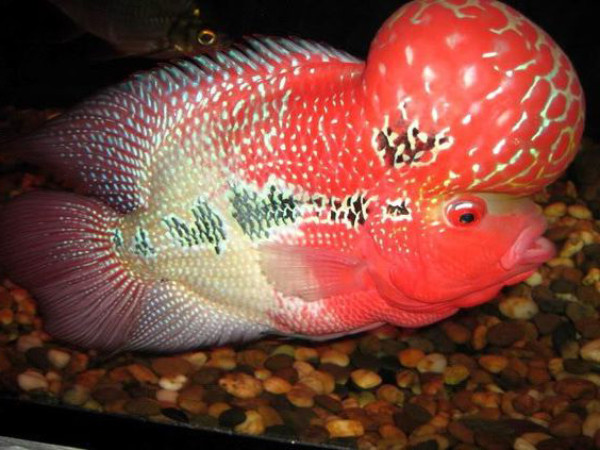Cách nhận diện cá la hán Red Kamfa chuẩn xác