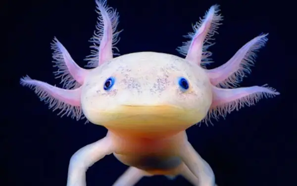 Nuôi Cá Axolotl Như Thế Nào Để Chúng Phát Triển Khỏe Mạnh?