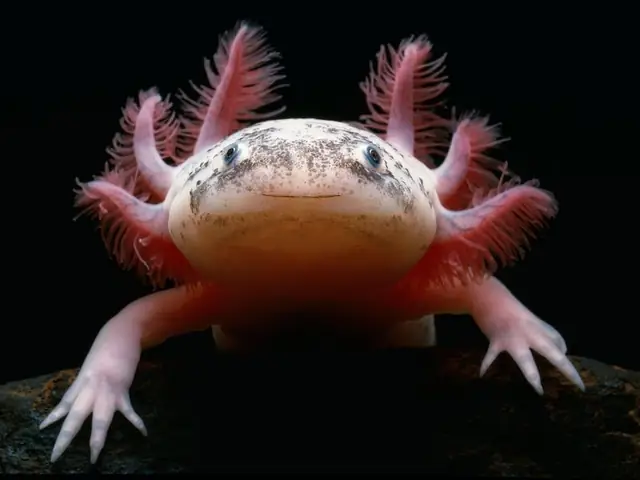 Nuôi Cá Axolotl Như Thế Nào Để Chúng Phát Triển Khỏe Mạnh?