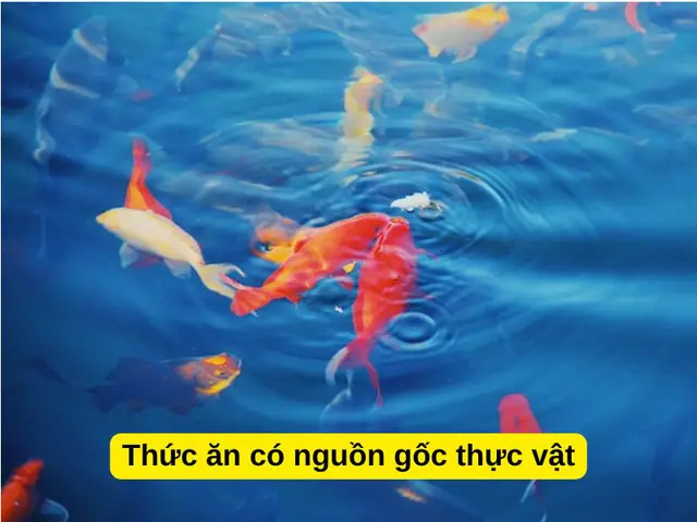 Thức ăn có nguồn gốc thực vật (rau, củ, tảo, rong, rêu,…)
