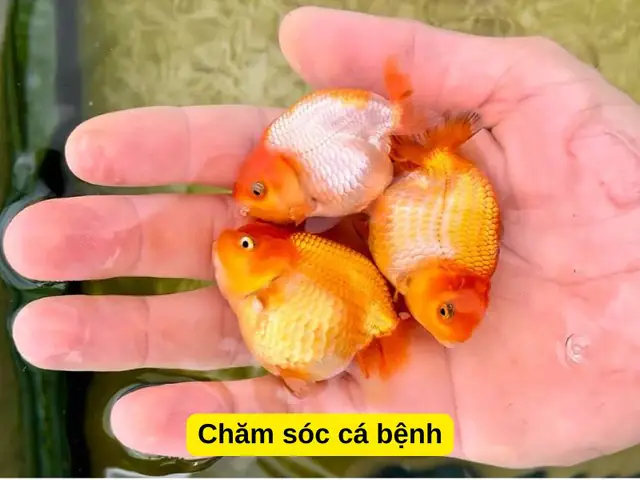 Cách chăm sóc cá vàng bệnh
