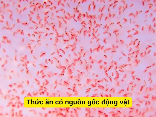 Thức ăn có nguồn gốc động vật, thực phẩm tươi sống