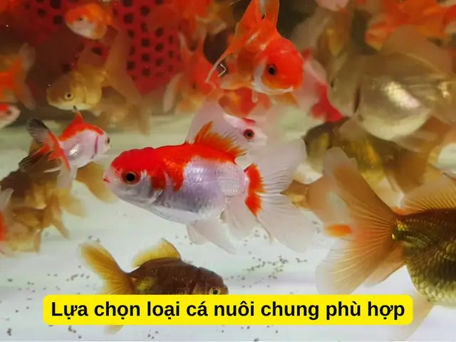 Các loại cá nuôi chung với cá ba đuôi