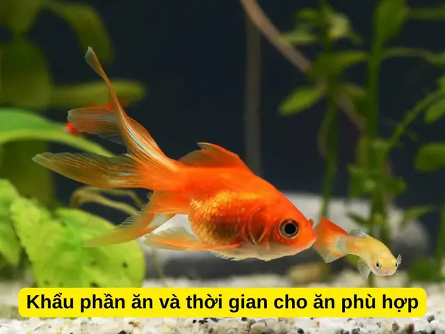Thời gian cho cá Vàng ăn