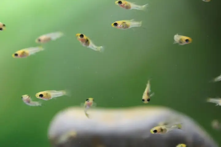 Mục lục