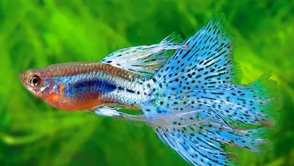 Cách Nuôi Cá Bảy Màu Lên Màu Đẹp Rực Rỡ Từ A Đến Z