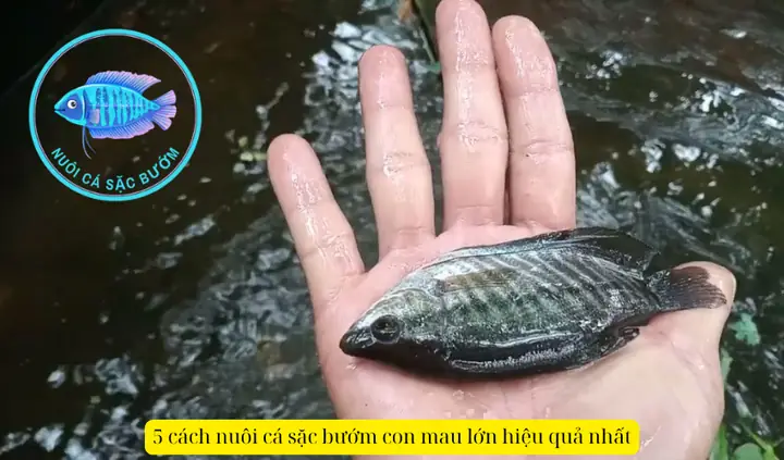 Hướng Dẫn Toàn Diện: Cách Nuôi Cá Con Mau Lớn Khỏe Mạnh