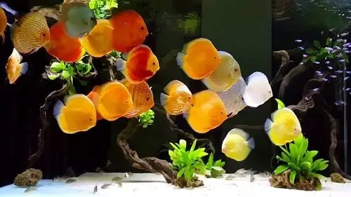 Hướng dẫn cách nuôi cá dĩa con lớn nhanh và khỏe mạnh Hướng dẫn cách nuôi cá dĩa con lớn nhanh và khỏe mạnh
