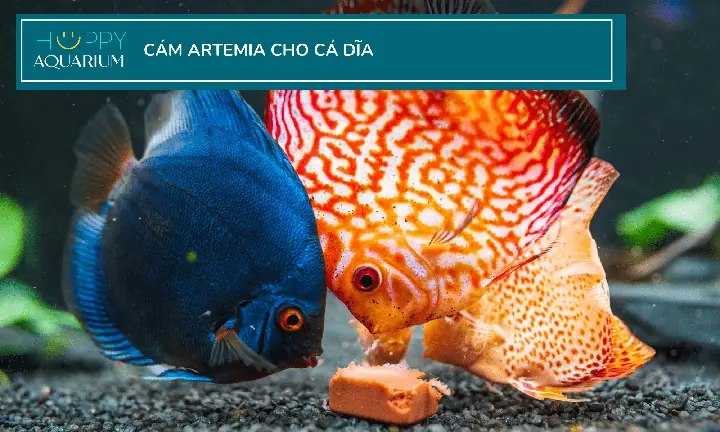 Cách Nuôi Cá Dĩa Lên Màu Đẹp: Hướng Dẫn Toàn Diện Từ A-Z