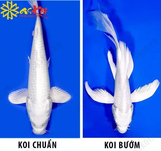 Hướng Dẫn Chi Tiết Cách Nuôi Cá Koi Mini Trong Bể Kính