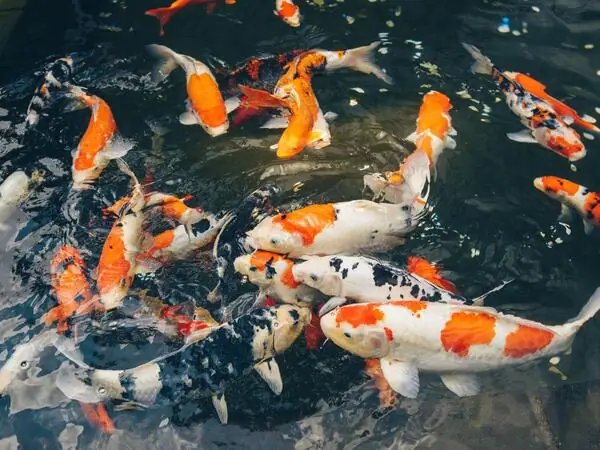 Hướng Dẫn Chi Tiết Cách Nuôi Cá Koi Nhanh Lớn Đạt Chuẩn