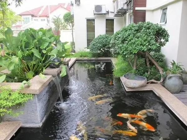 Hướng Dẫn Chi Tiết Cách Nuôi Cá Koi Nhanh Lớn Đạt Chuẩn