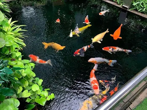 Hướng Dẫn Chi Tiết Cách Nuôi Cá Koi Nhanh Lớn Đạt Chuẩn