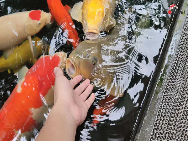Hướng Dẫn Chi Tiết Cách Nuôi Cá Koi Nhanh Lớn Đạt Chuẩn