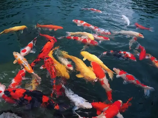 Hướng Dẫn Chi Tiết Cách Nuôi Cá Koi Trong Bể Xi Măng Hiệu Quả