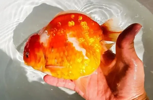 Cách Nuôi Cá Oranda: Hướng Dẫn Toàn Diện Cho Người Mới Bắt Đầu